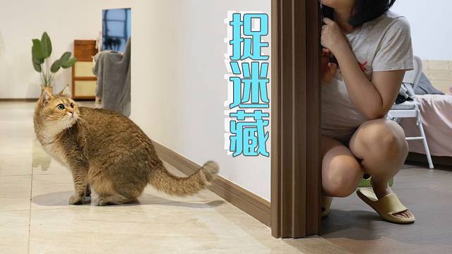怎么和猫玩捉迷藏