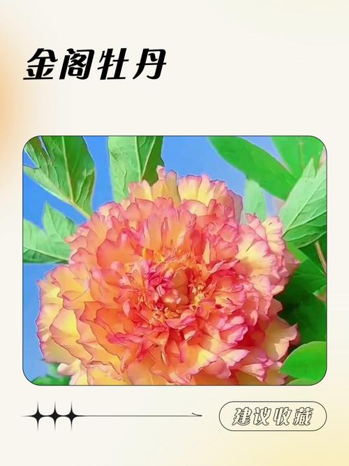 牡丹投资私密圈都推荐过哪些