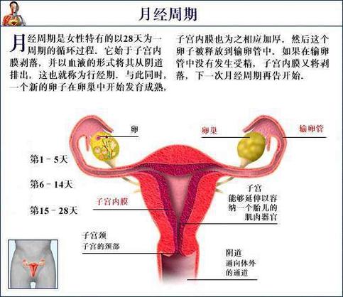 有月经就有生育能力吗缩略图