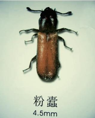蠹虫寄生的正确玩法