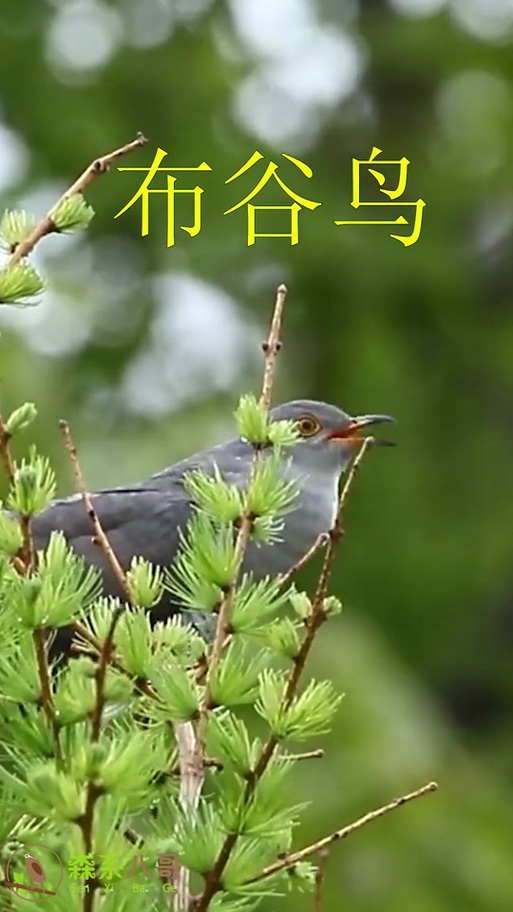 公布谷鸟的叫声