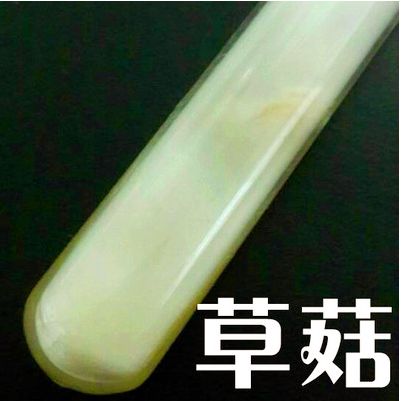 草菇菌种图标