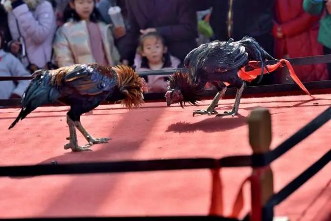 疯狂斗鸡场官方下载