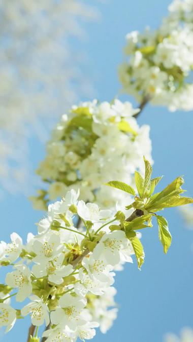 樱花视频里面内容