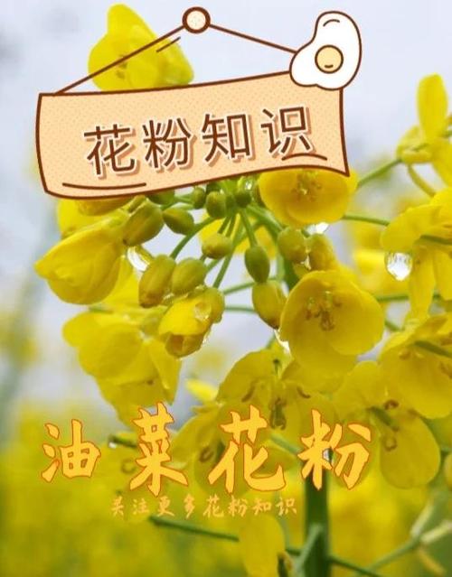 油菜花粉的价格