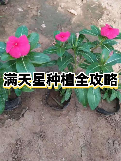 愉悦与痛苦满天星1到6