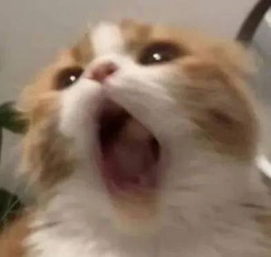 猫咪自己疯狂