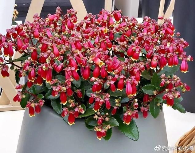 长寿花用灯光代替光照可以吗图标