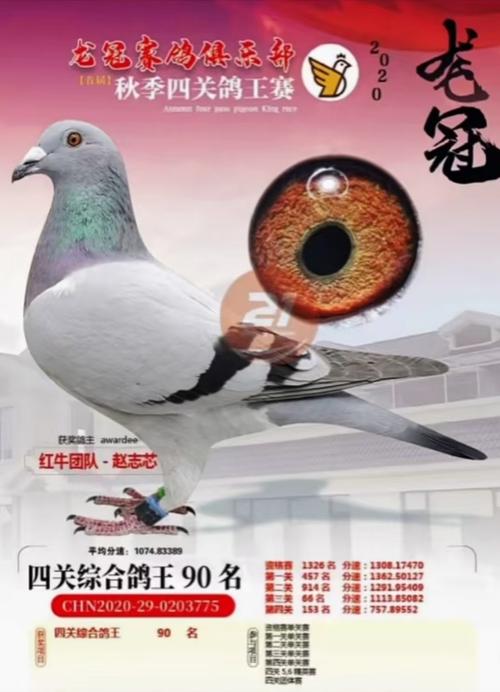搜鸽天下最新版下载图标