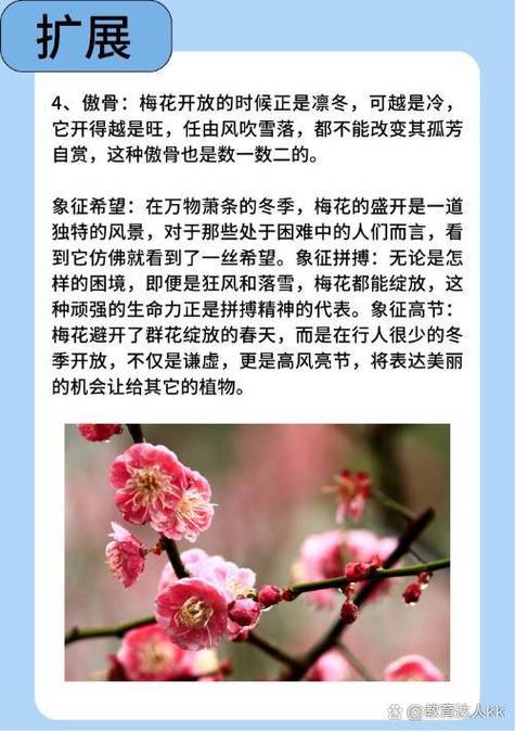 梅花五大特点