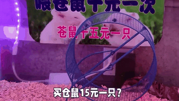 养仓鼠赚钱吗