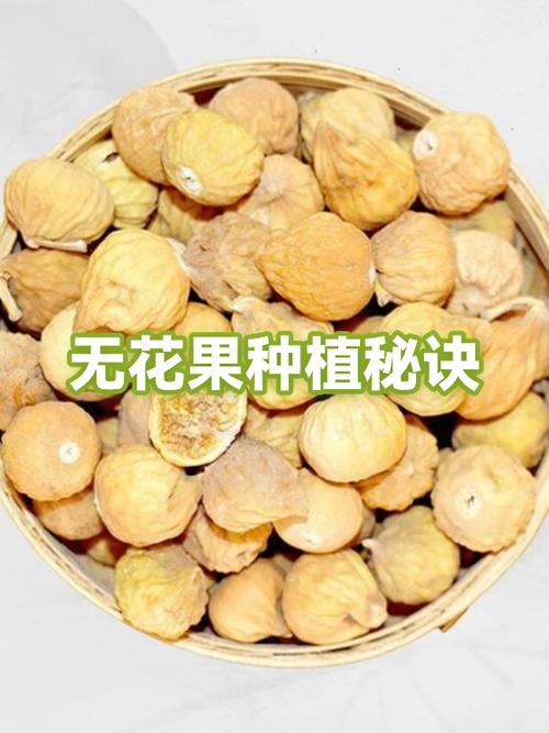 无花果最经典十句话