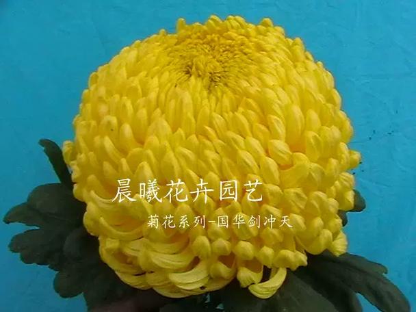 四大菊花之首
