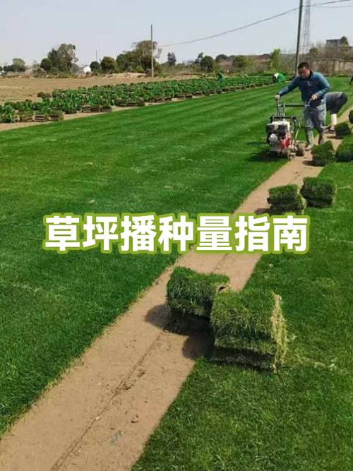如何播种草坪草种子