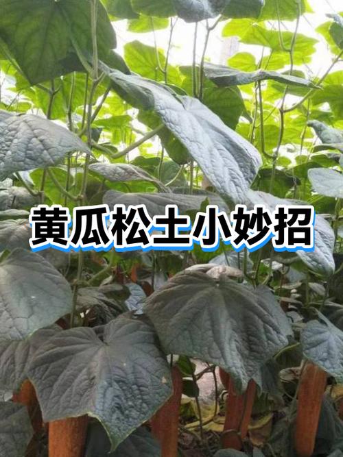 松土对植物有什么好处