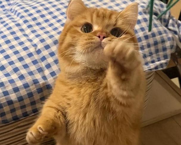 猫咪旺财名字缩略图