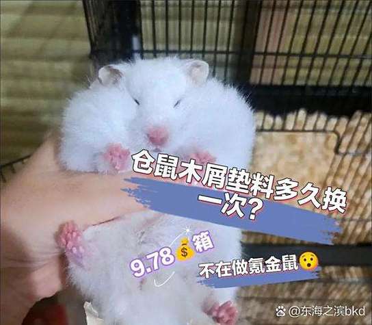 养仓鼠可以用卫生纸代替木屑吗