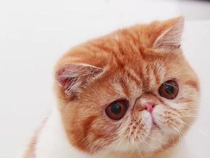 加菲猫为什么不让抱