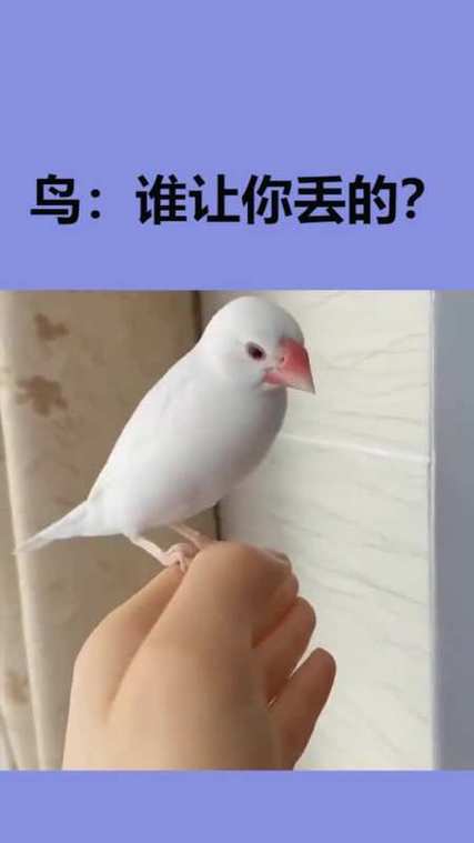 我家鸟儿成精了txt网盘