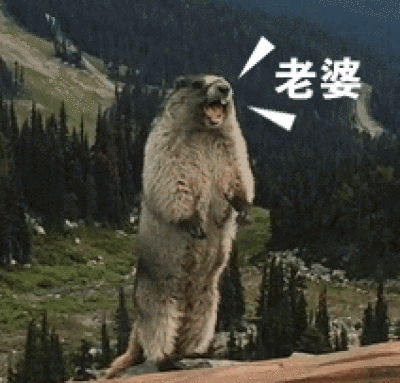 喊老婆的表情包