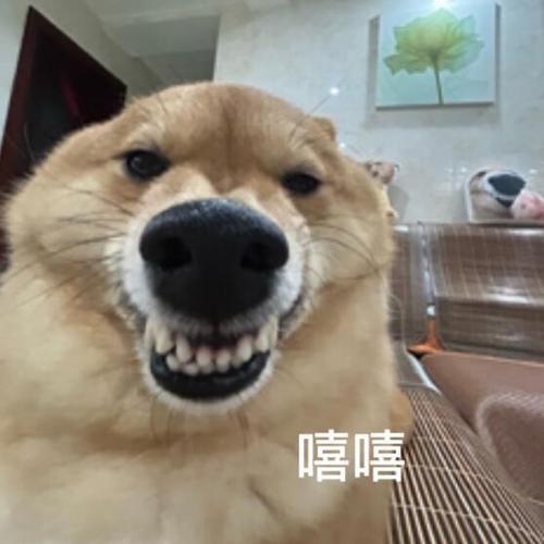 狗狗呲牙表情包gif缩略图