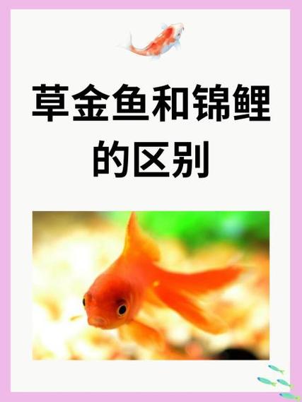 锦鲤和草金混养几条好