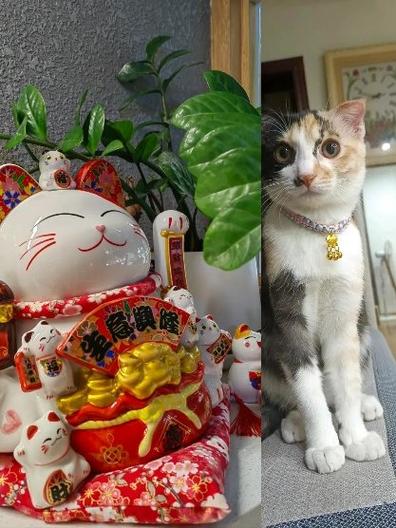赏金猫下载缩略图