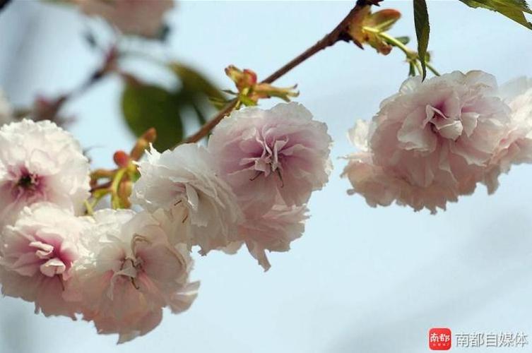 樱花的香味