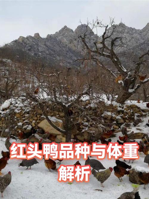 红头鸭和鸭子的区别