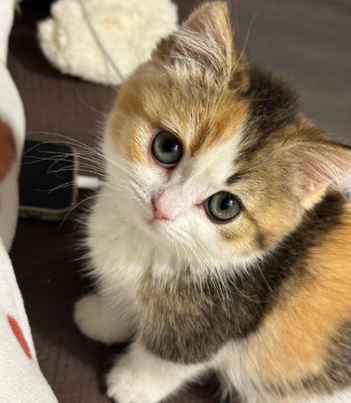 奶猫又吐又拉是怎么回事缩略图