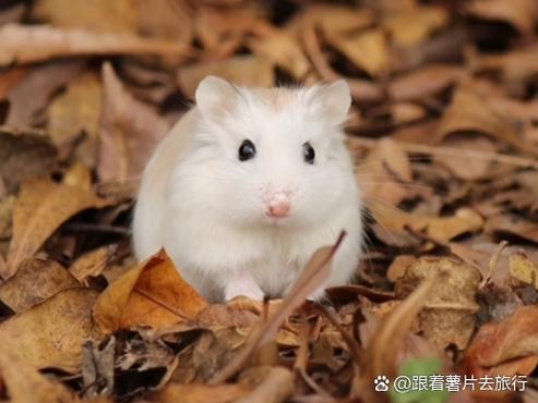 仓鼠后腿拖着走路