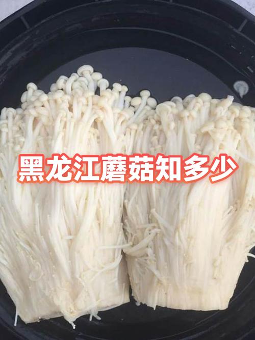 口蘑是野生的还是养殖的游戏截图
