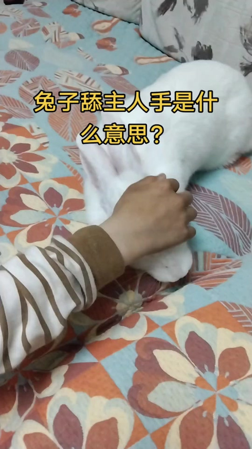 兔子为什么会舔人手