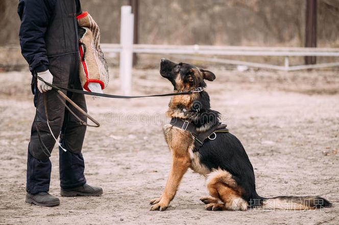 牧羊犬的训练方法