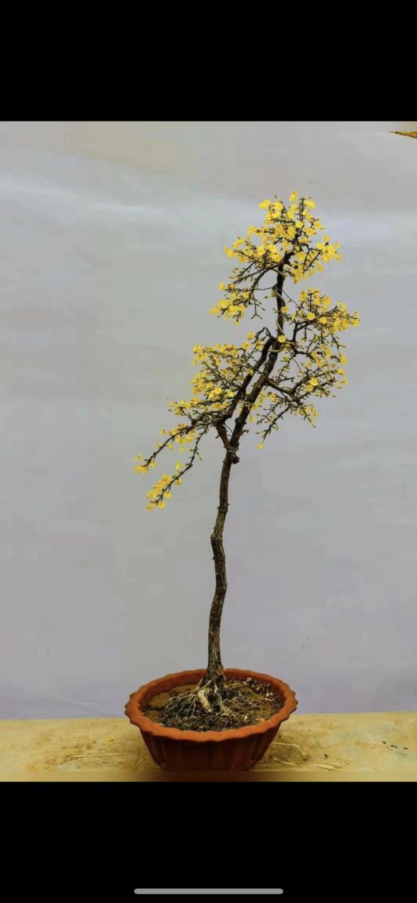 迎春花盆景图片缩略图