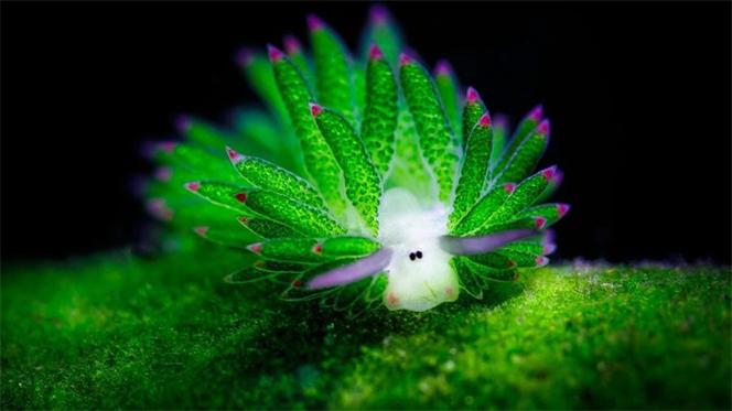 海蛞蝓能吃吗