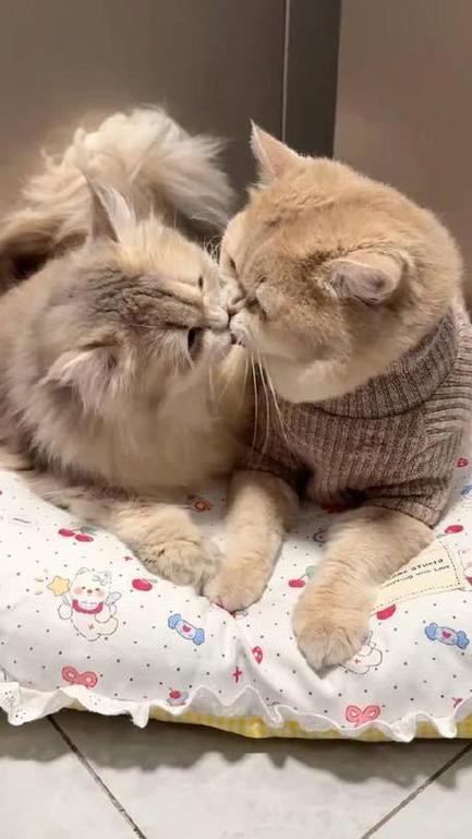 猫咪在你身边蹭来蹭去表示什么