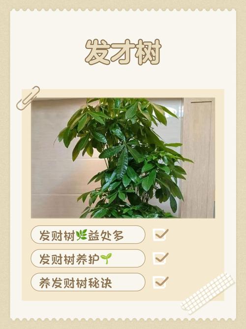 摇钱树口诀
