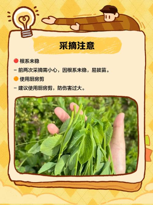 豌豆尖哪些地方要掐掉