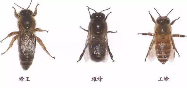 蜜蜂王国有哪三种蜂
