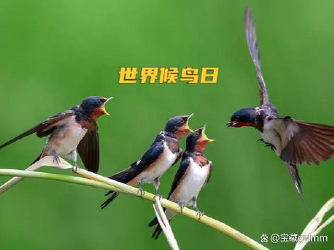 小鸟在什么季节最多