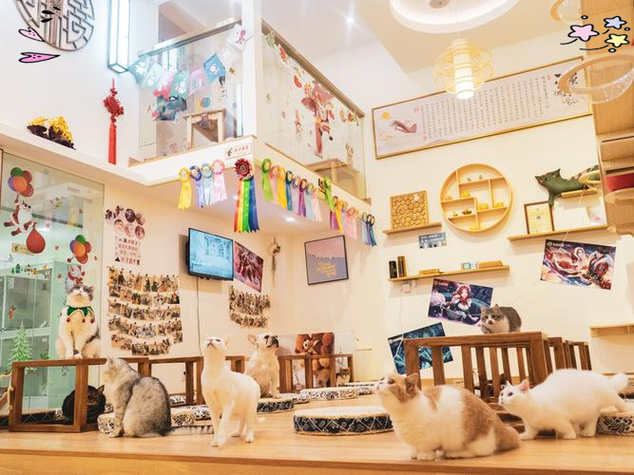 猫店是什么意思