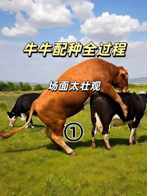 m牛在性取向里代表啥