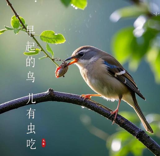 早起的鸟是什么鸟