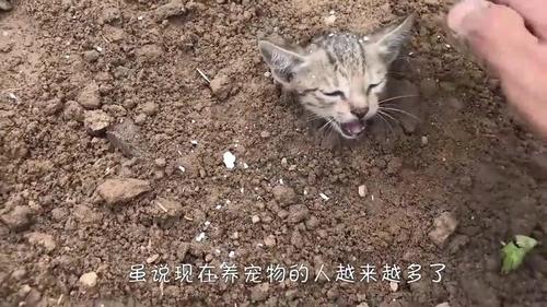 猫埋土里了第二天我挖开看了