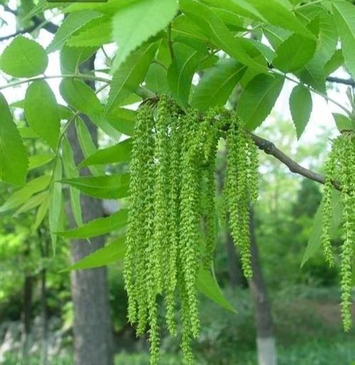 碧根果树