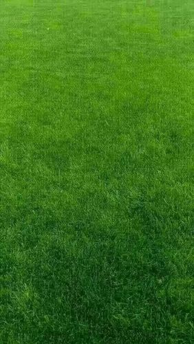 聊天背景绿色