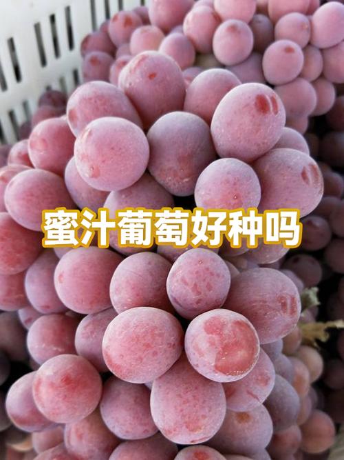 蜜汁葡萄