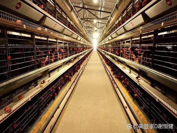 蛋鸡养殖户联系方式