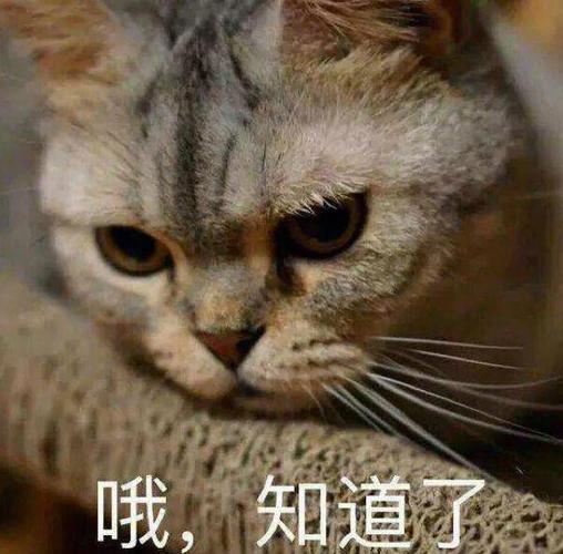 一组最火猫咪表情包